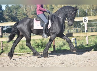 Frison, Hongre, 15 Ans, 162 cm, Noir