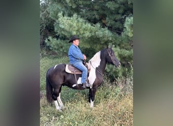 Frison, Hongre, 15 Ans, 168 cm, Tobiano-toutes couleurs