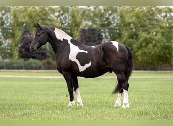 Frison, Hongre, 15 Ans, 168 cm, Tobiano-toutes couleurs