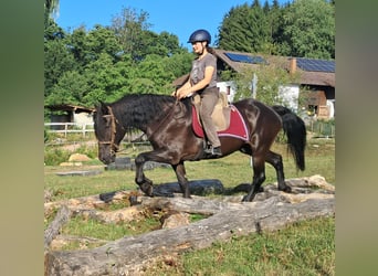 Frison, Hongre, 16 Ans, 156 cm, Noir