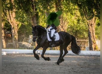 Frison, Hongre, 16 Ans, 168 cm, Noir