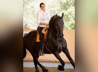 Frison, Hongre, 17 Ans, 178 cm, Noir