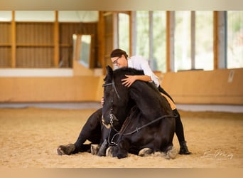 Frison, Hongre, 17 Ans, 178 cm, Noir