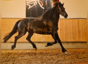 Frison, Hongre, 18 Ans, 164 cm, Bai brun foncé
