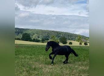 Frison, Hongre, 18 Ans, Noir