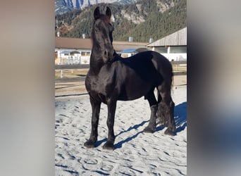 Frison, Hongre, 18 Ans, Noir