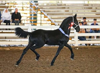 Frison, Hongre, 1 Année, 163 cm, Noir