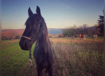 Frison, Hongre, 2 Ans, 150 cm, Noir