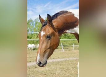 Frison Croisé, Hongre, 2 Ans, 160 cm, Pinto
