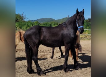 Frison, Hongre, 2 Ans, 165 cm, Noir