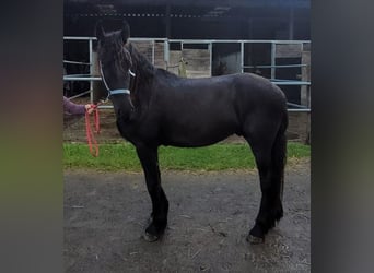 Frison, Hongre, 2 Ans, 168 cm, Noir