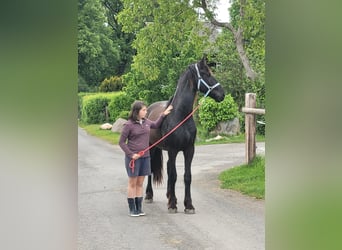 Frison, Hongre, 2 Ans, 170 cm, Noir