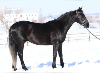 Frison Croisé, Hongre, 3 Ans, 155 cm, Noir