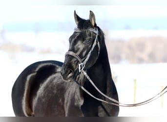 Frison Croisé, Hongre, 3 Ans, 155 cm, Noir
