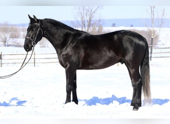 Frison Croisé, Hongre, 3 Ans, 155 cm, Noir