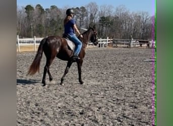 Frison, Hongre, 3 Ans, 157 cm, Noir