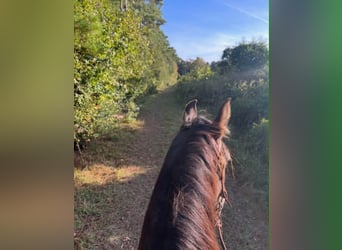 Frison, Hongre, 3 Ans, 157 cm, Noir