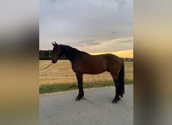 Frison Croisé, Hongre, 3 Ans, 163 cm, Bai brun