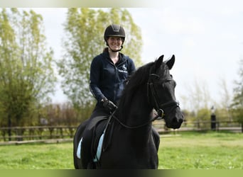 Frison, Hongre, 3 Ans, 164 cm