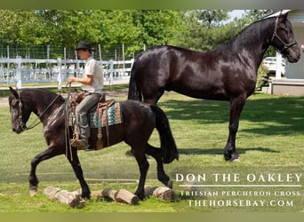 Frison, Hongre, 3 Ans, 165 cm, Noir