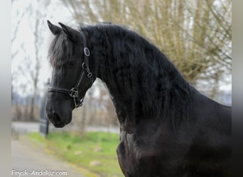 Frison, Hongre, 3 Ans, 166 cm, Noir