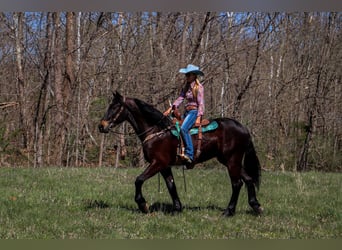 Frison, Hongre, 3 Ans, Bai cerise
