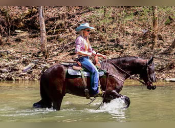 Frison, Hongre, 3 Ans, Bai cerise