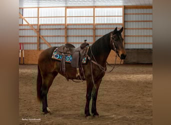 Frison, Hongre, 3 Ans, Bai cerise