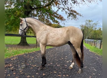Frison Croisé, Hongre, 3 Ans, Buckskin