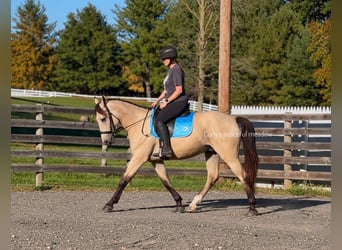 Frison Croisé, Hongre, 3 Ans, Buckskin