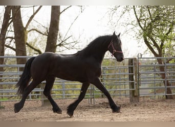 Frison, Hongre, 3 Ans, Noir