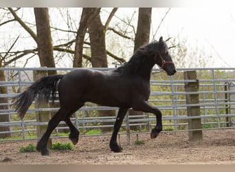 Frison, Hongre, 3 Ans, Noir