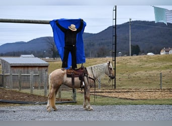 Frison Croisé, Hongre, 3 Ans, Palomino