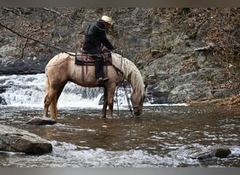 Frison Croisé, Hongre, 3 Ans, Palomino