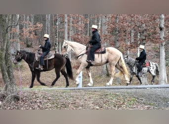 Frison Croisé, Hongre, 3 Ans, Palomino