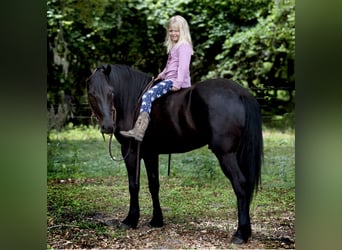 Frison Croisé, Hongre, 4 Ans, 140 cm, Noir