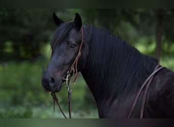 Frison Croisé, Hongre, 4 Ans, 140 cm, Noir