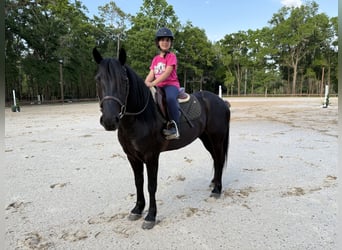 Frison Croisé, Hongre, 4 Ans, 140 cm, Noir