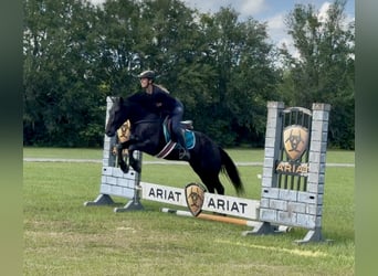 Frison Croisé, Hongre, 4 Ans, 140 cm, Noir