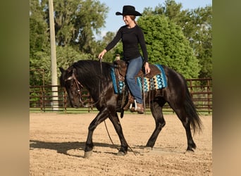 Frison Croisé, Hongre, 4 Ans, 140 cm, Noir
