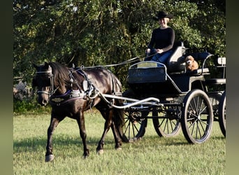 Frison Croisé, Hongre, 4 Ans, 140 cm, Noir
