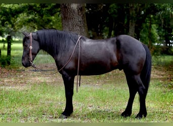 Frison Croisé, Hongre, 4 Ans, 140 cm, Noir