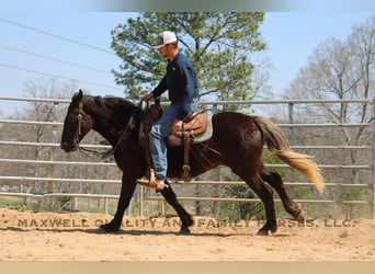 Frison, Hongre, 4 Ans, 150 cm, Bai