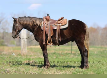 Frison, Hongre, 4 Ans, 150 cm, Bai