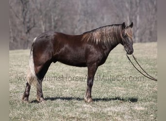 Frison, Hongre, 4 Ans, 152 cm, Bai
