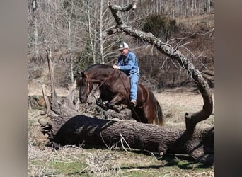 Frison, Hongre, 4 Ans, 152 cm, Bai