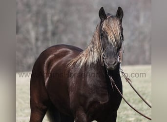 Frison, Hongre, 4 Ans, 152 cm, Bai