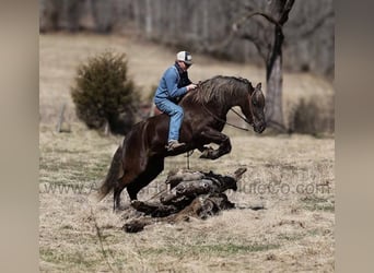 Frison, Hongre, 4 Ans, 152 cm, Bai