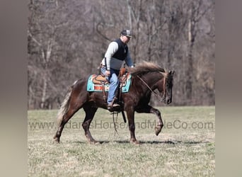 Frison, Hongre, 4 Ans, 152 cm, Bai