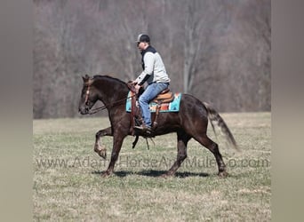 Frison, Hongre, 4 Ans, 152 cm, Bai